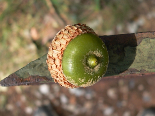 {Quercus velutina}